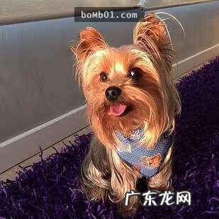 约克夏适合新手养吗 约克夏好养嘛