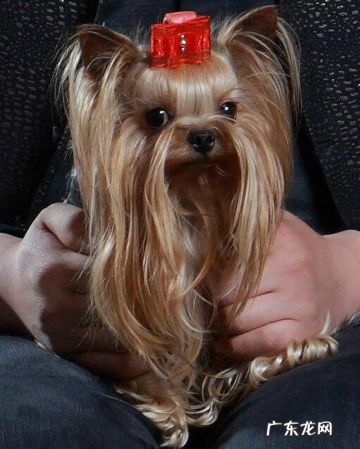 约克夏适合新手养吗 约克夏好养嘛