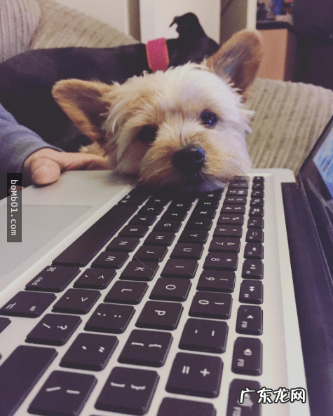 约克夏适合新手养吗 约克夏好养嘛