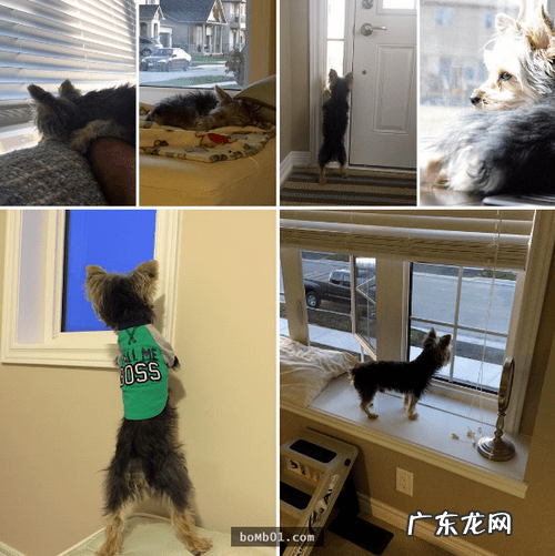 约克夏适合新手养吗 约克夏好养嘛