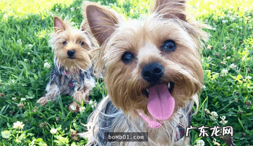 约克夏适合新手养吗 约克夏好养嘛