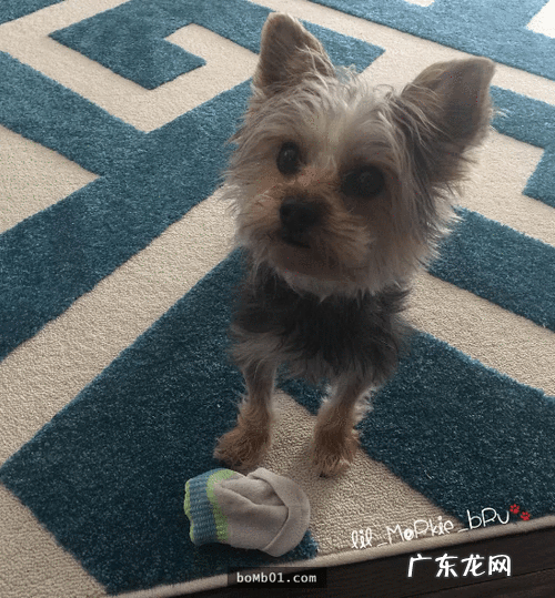 约克夏适合新手养吗 约克夏好养嘛