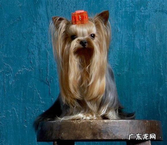 约克夏适合新手养吗 约克夏好养嘛