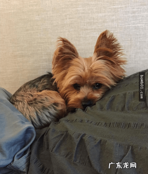 约克夏适合新手养吗 约克夏好养嘛