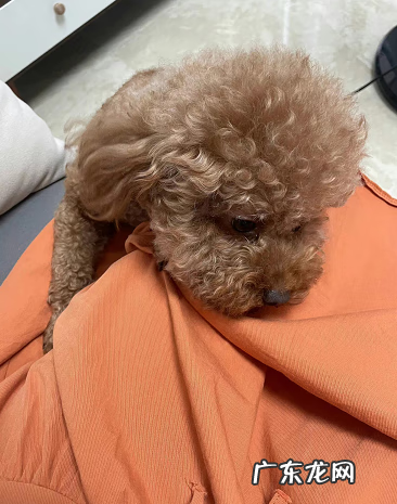 狗拉稀吃什么药好 小狗拉稀要吃什么药