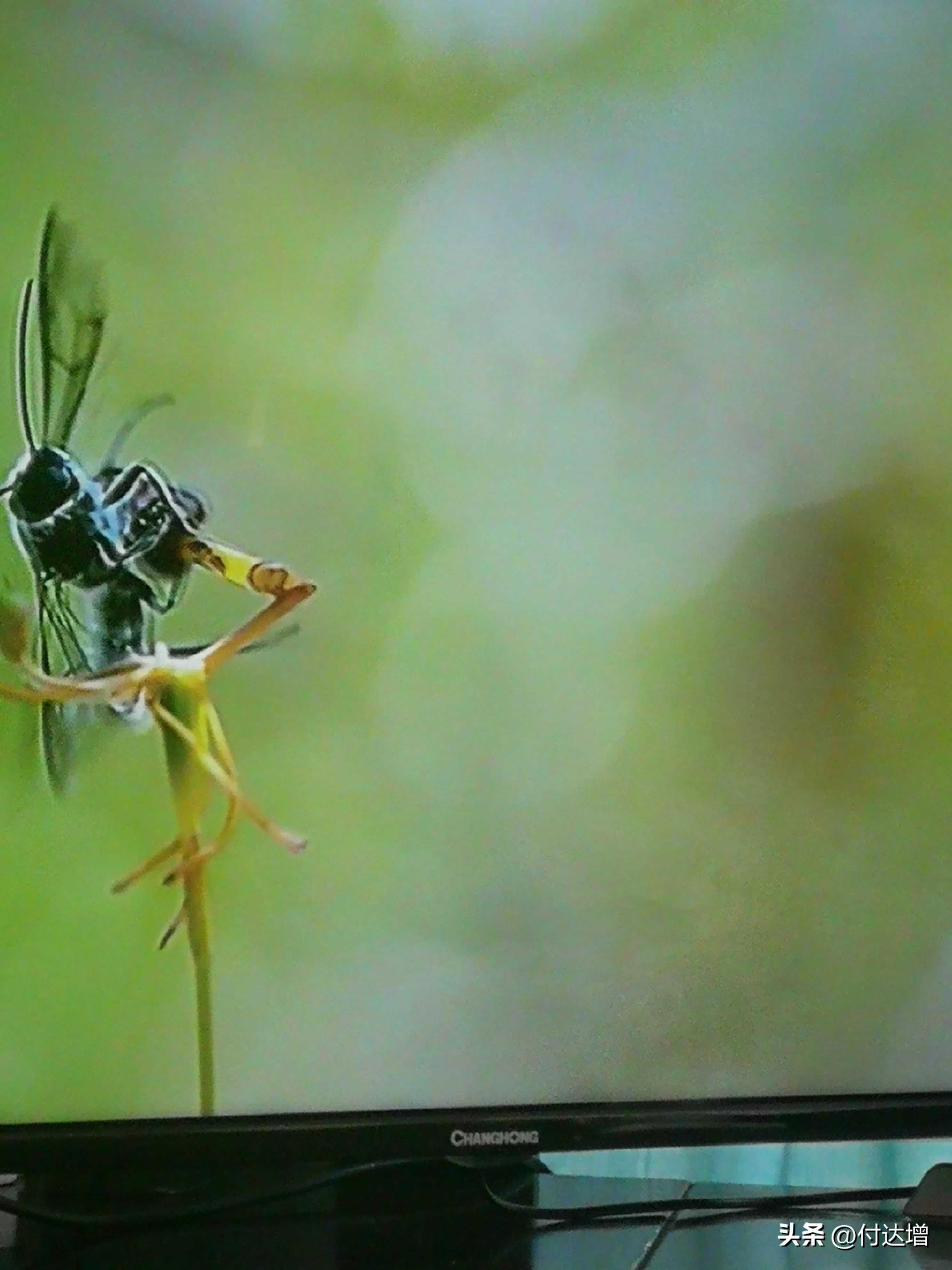 如果美国直接出兵抗俄援乌对乌克兰人民来说是好事吗?