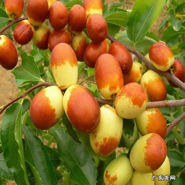 练枣树图片 枣树图片大全大图