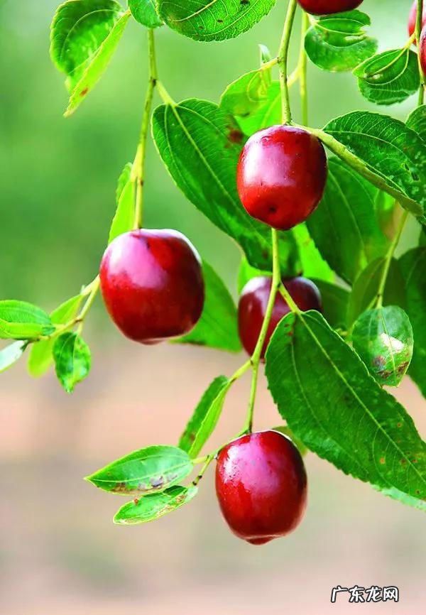 练枣树图片 枣树图片大全大图