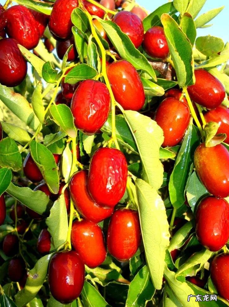 练枣树图片 枣树图片大全大图