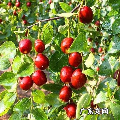 练枣树图片 枣树图片大全大图