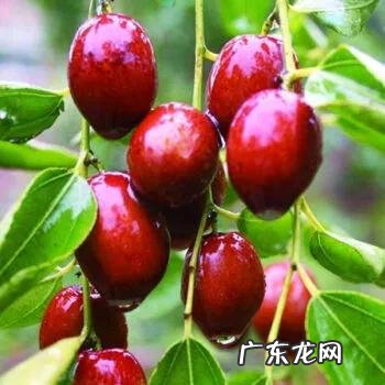 练枣树图片 枣树图片大全大图