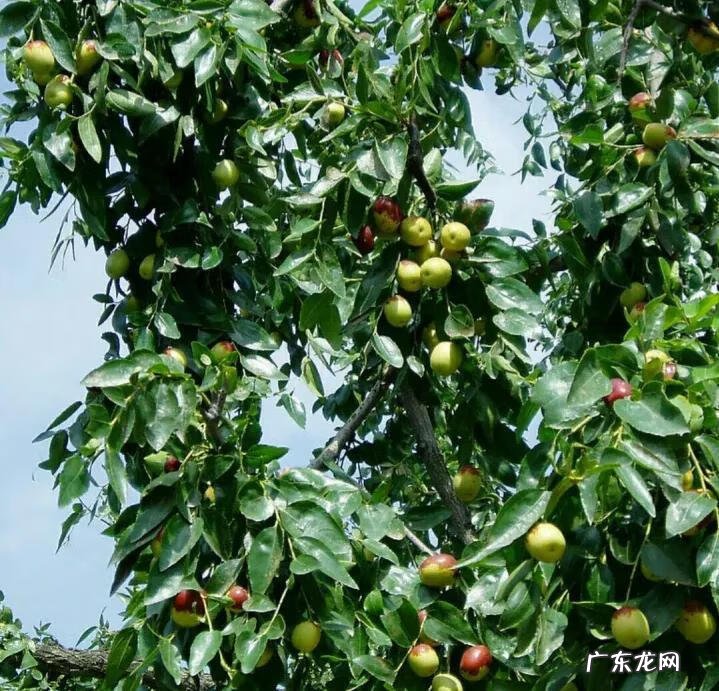 练枣树图片 枣树图片大全大图