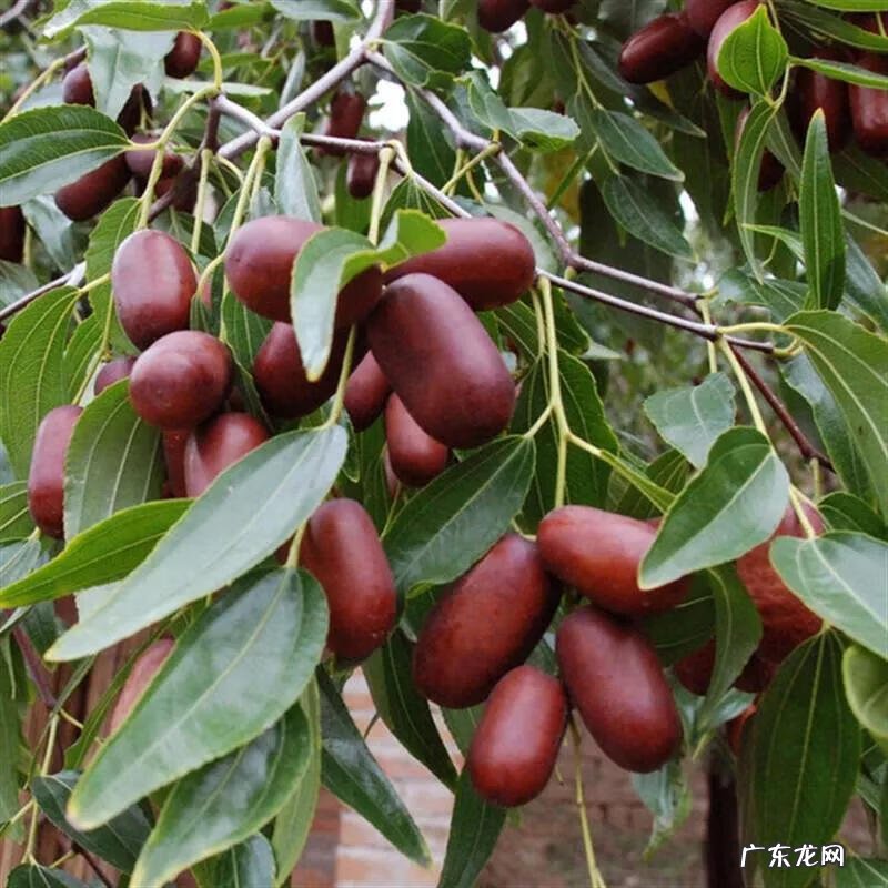 练枣树图片 枣树图片大全大图