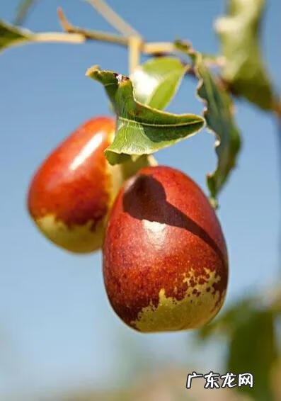 练枣树图片 枣树图片大全大图