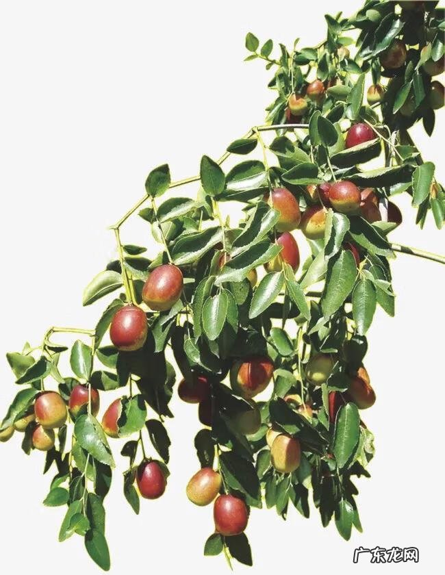 练枣树图片 枣树图片大全大图