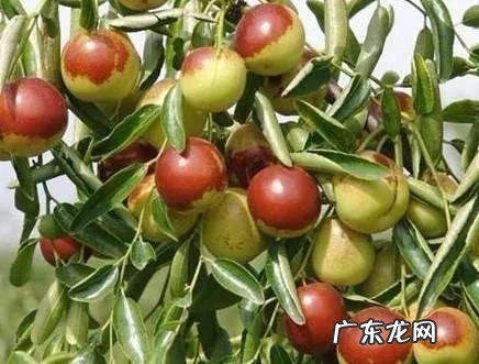 练枣树图片 枣树图片大全大图