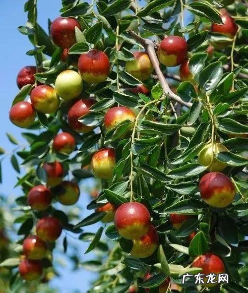 练枣树图片 枣树图片大全大图