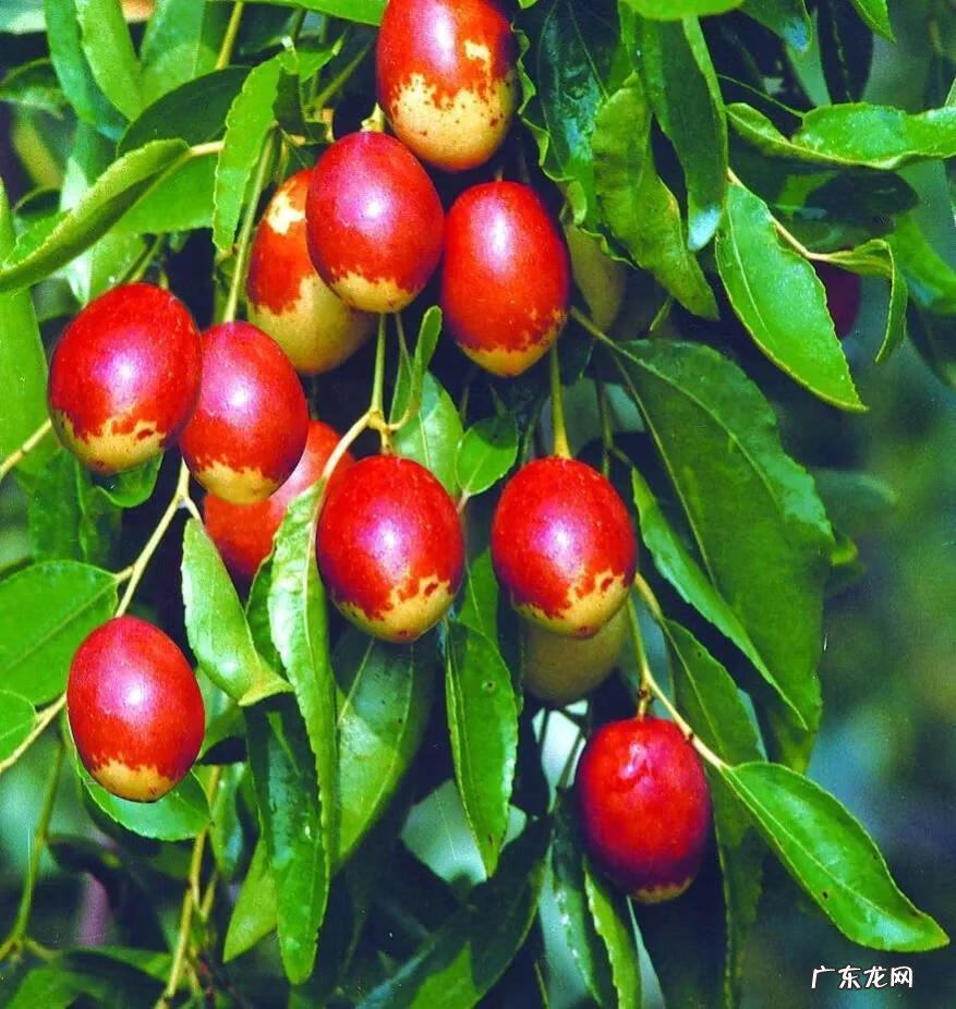 练枣树图片 枣树图片大全大图