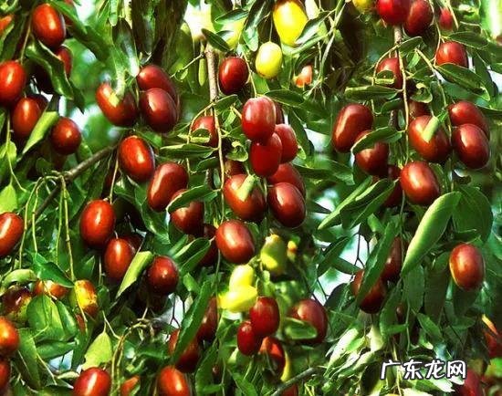 练枣树图片 枣树图片大全大图