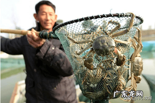 农村种植致富 种植致富20个好项目