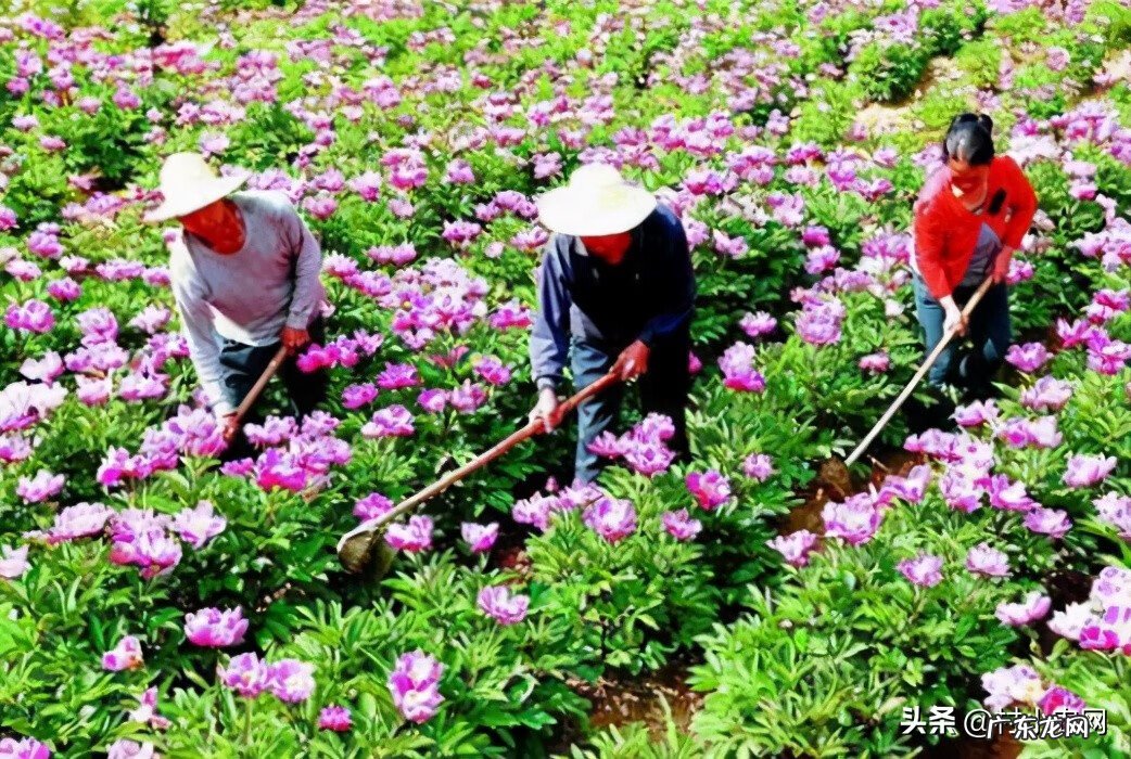 农村种植致富 种植致富20个好项目