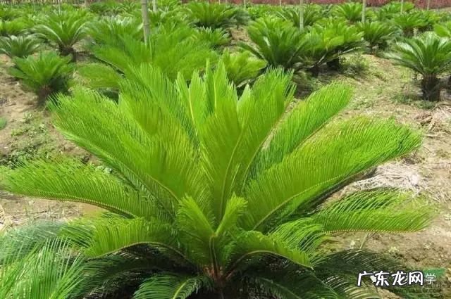 莲花竹的风水和寓意 竹在风水中的作用