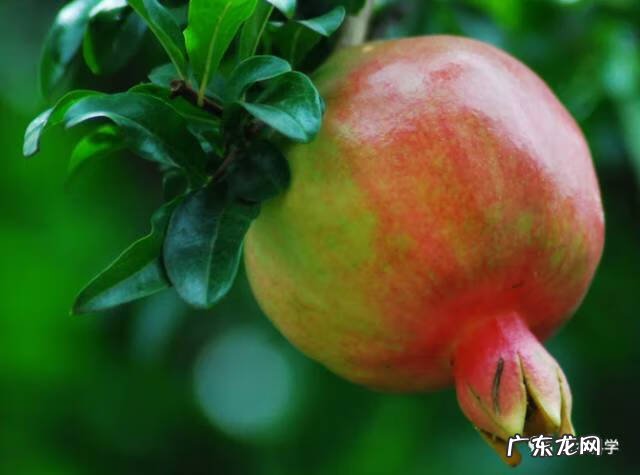 莲花竹的风水和寓意 竹在风水中的作用