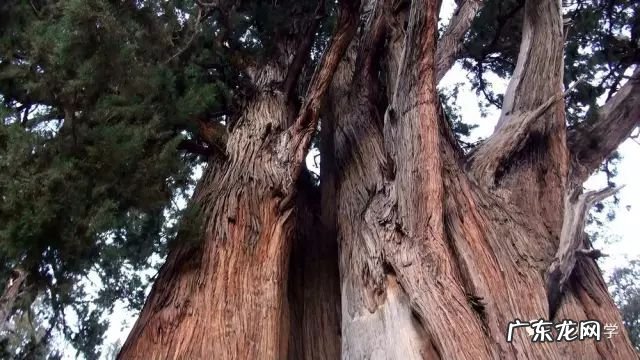 莲花竹的风水和寓意 竹在风水中的作用