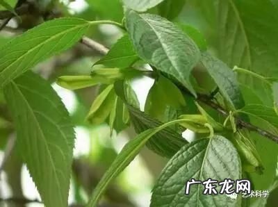 莲花竹的风水和寓意 竹在风水中的作用