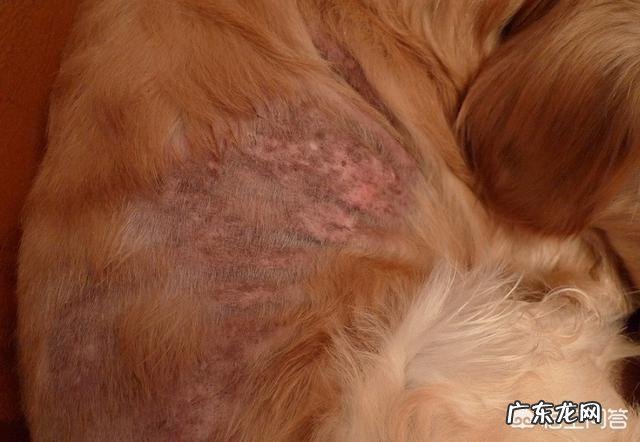 宠物产后常见皮肤病?