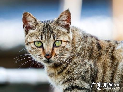 手机磨皮软件哪个好用 适合修图的app