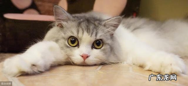 ES文件浏览器专业版 es文件浏览器官网地址