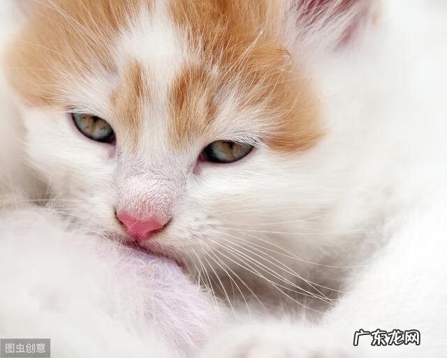 ES文件浏览器专业版 es文件浏览器官网地址