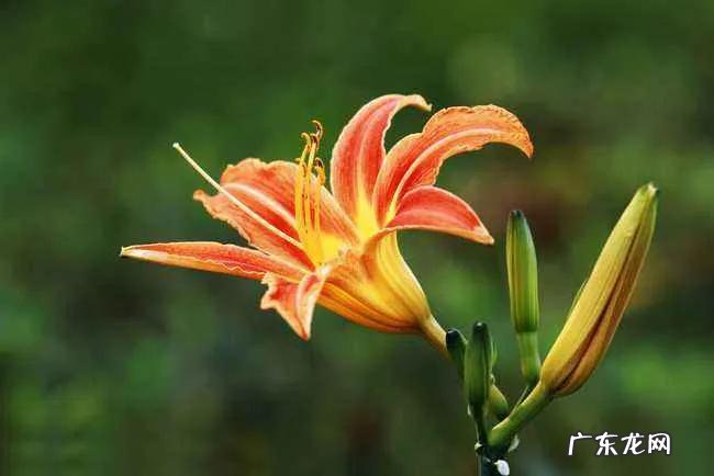 《山海经》里好听的植物名有哪些三年级 山海经中的植物有哪些名字