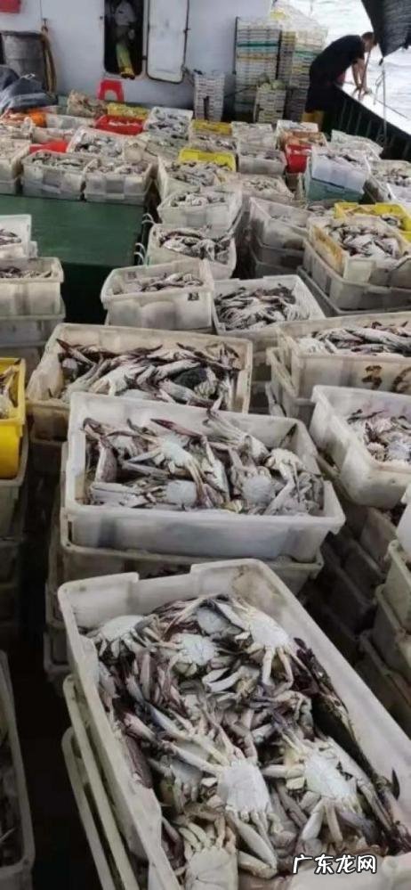 网购梭子蟹品质怎么样的 梭子蟹哪边的好