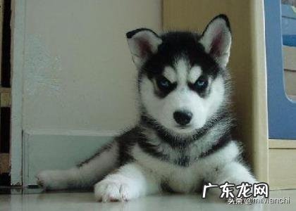 小哈士奇吃什么?