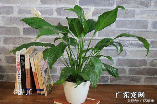 白掌能放卧室养吗 白掌卧室风水