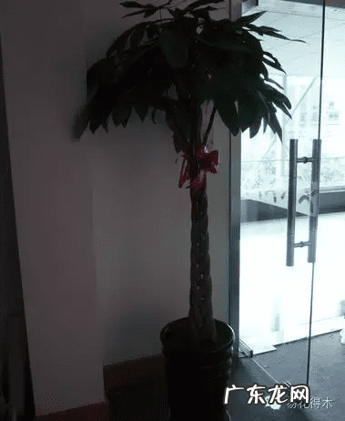 发财树放在家里哪个位置好 发财树是风水树吗