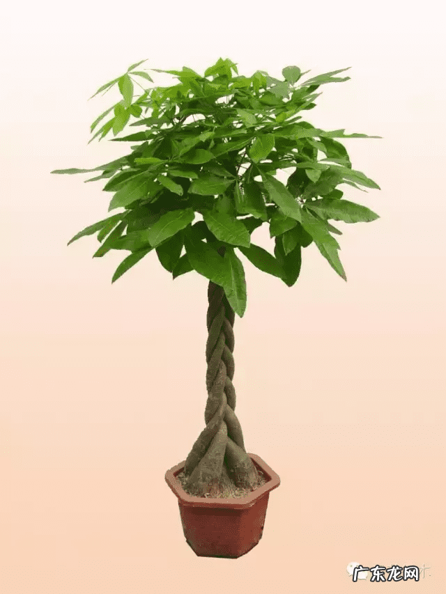 发财树放在家里哪个位置好 发财树是风水树吗