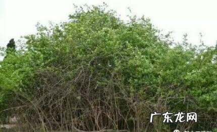 宿迁起名风水师 宿迁市区哪里有教风水的地方