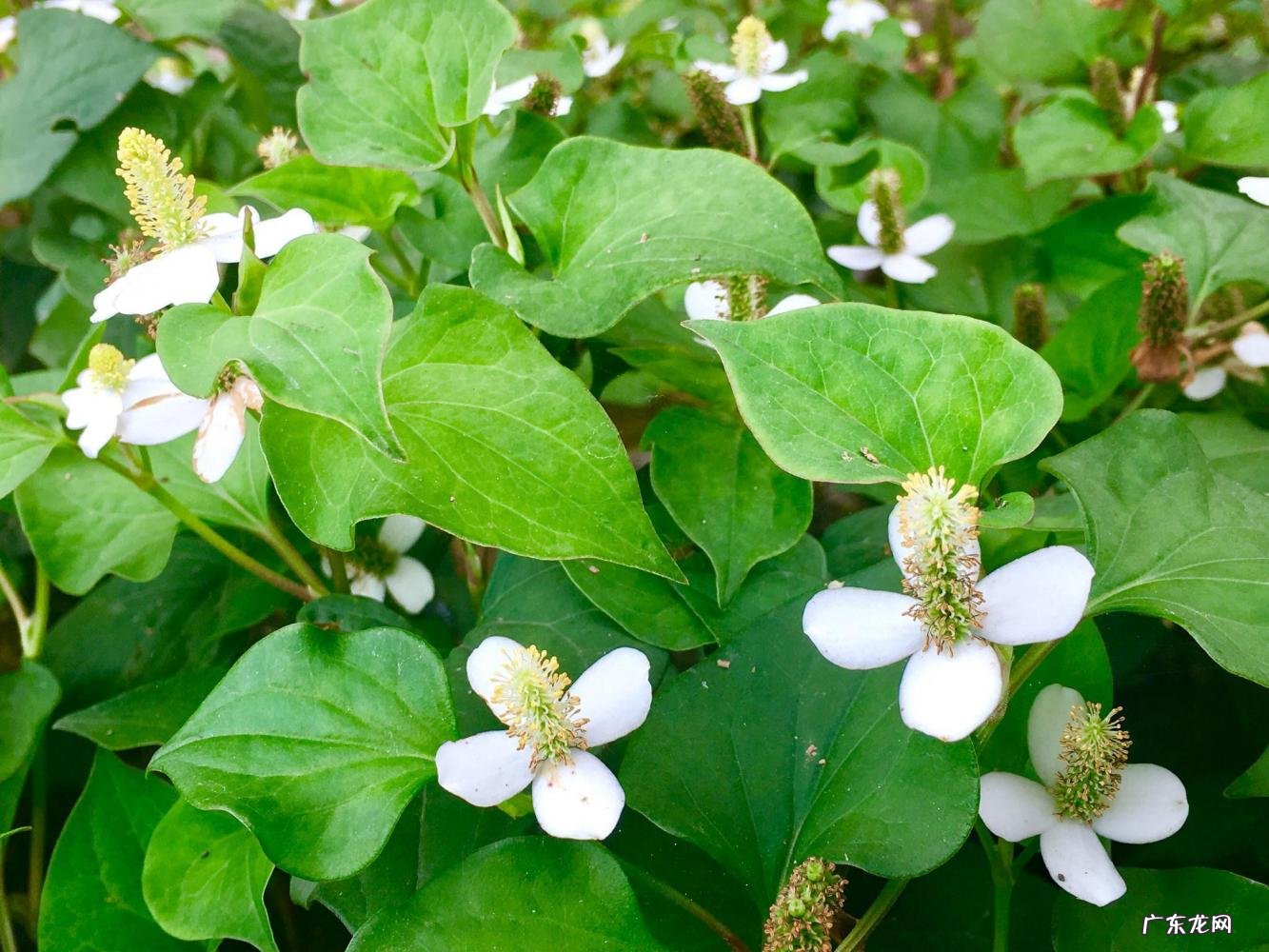 苜蓿怎么读图片 苜蓿草怎么念