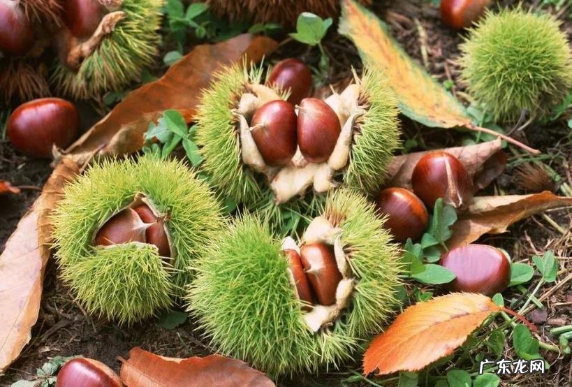 苜蓿怎么读图片 苜蓿草怎么念