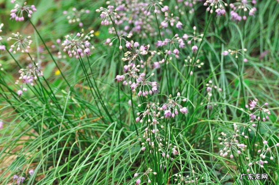 苜蓿怎么读图片 苜蓿草怎么念