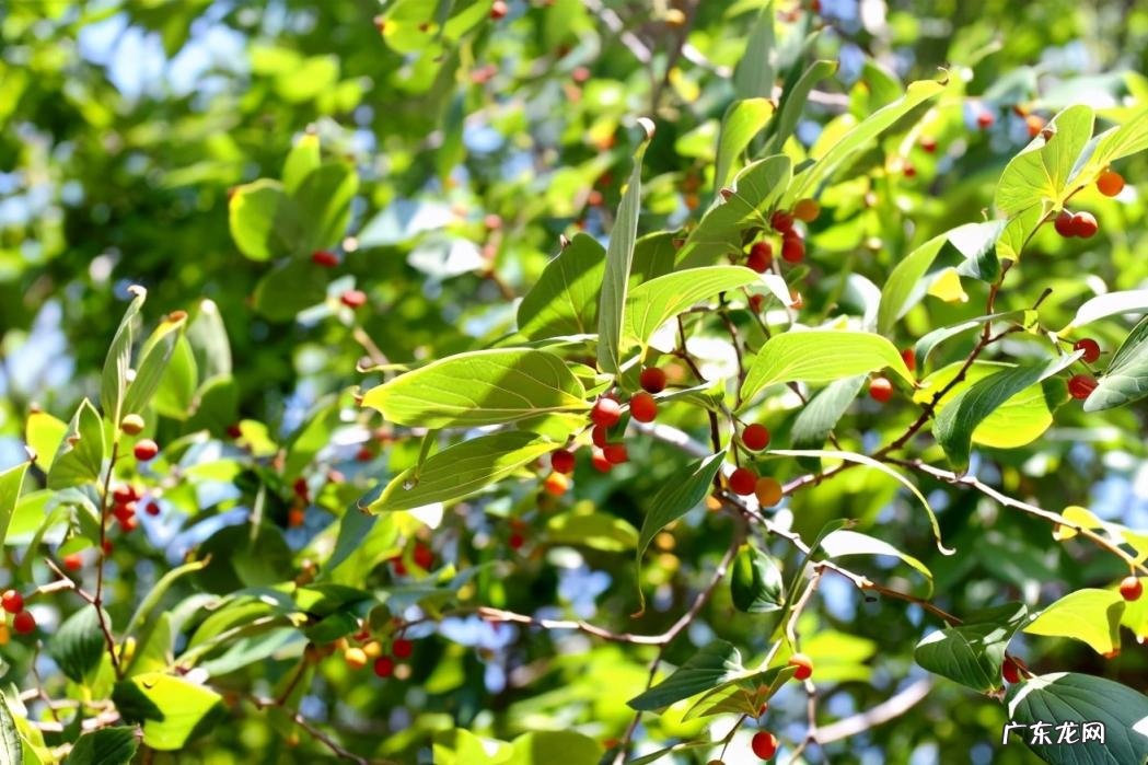 苜蓿怎么读图片 苜蓿草怎么念