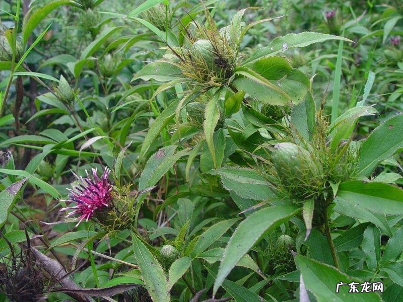 苜蓿怎么读图片 苜蓿草怎么念