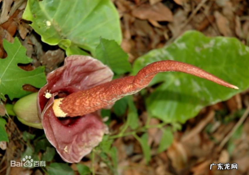 苜蓿怎么读图片 苜蓿草怎么念