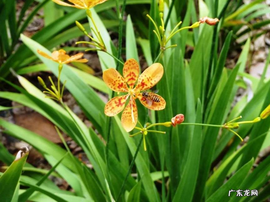 苜蓿怎么读图片 苜蓿草怎么念