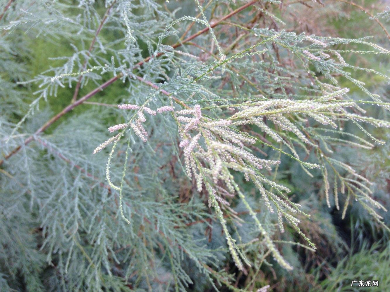 苜蓿怎么读图片 苜蓿草怎么念