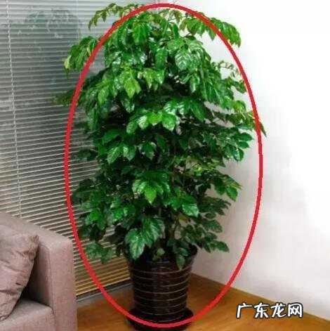 孕期养花风水好吗