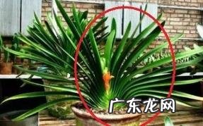 孕期养花风水好吗